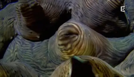 (Fr5) Au cœur du corail (2012){Re-UP}
