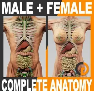 3D Human Male and Female Complete Anatomy