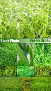 Stock Photo Green Grass