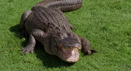 Happy Gilmore (1996) [Remastered]