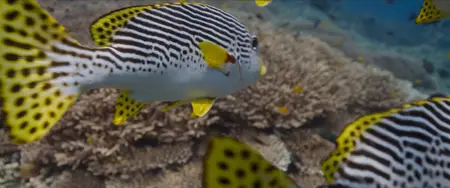 Ocean with David Attenborough (2025)