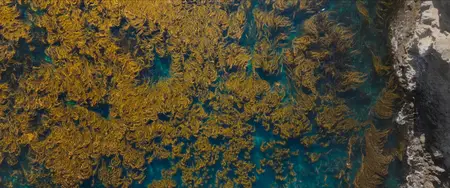 Ocean with David Attenborough (2025)