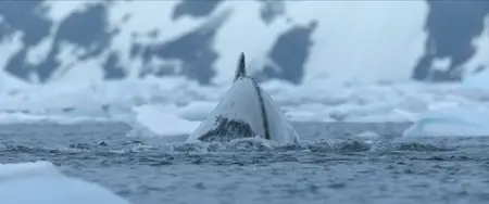 Ocean with David Attenborough (2025)