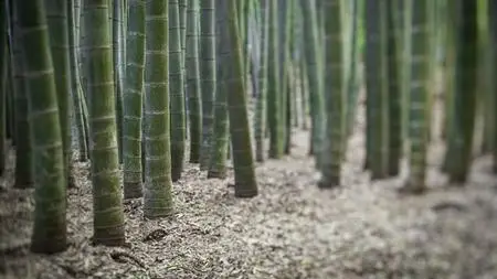 Photoshop CC 2019 Essential Training: Photography