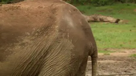 BBC Natural World - Forest Elephants: Rumbles in the Jungle (2010)