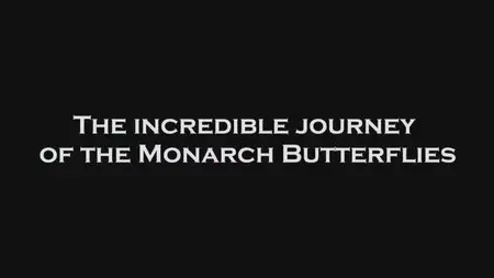 Questar - The Incredible Journey of the Monarch Butterfly (2012)