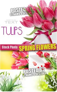 Spring Flowers 2 - UHQ Stock Photo