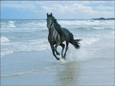 Wallpapers Animals #2