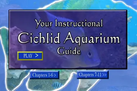 Your Instructional Cichlid Aquarium Guide