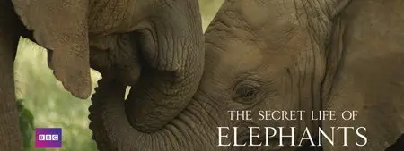 BBC. The Secret Life of Elephants / Тайная жизнь слонов (2009) [ReUp]