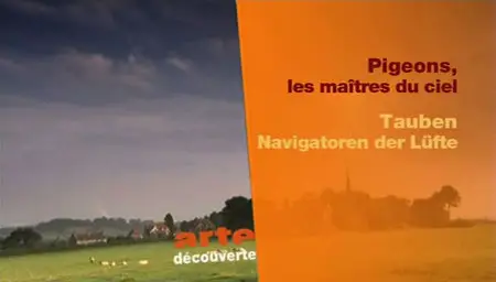 Pigeons, les maîtres du ciel