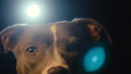 Canine Intervention S01E01