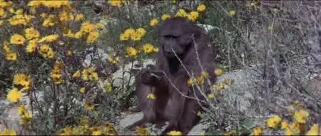 Animals Are Beautiful People (1974)