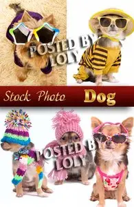 Dog #1 - Stock Photo