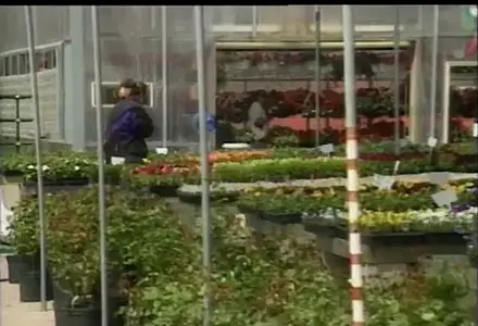 Audubon Butterfly - Essentials for beginners and gardeners