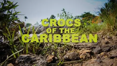 NG. - Crocs of the Caribbean (2020)