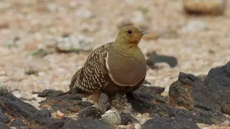 BBC - Planet Earth II: 4of6 Deserts (2016)