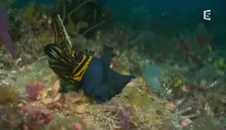 (Fr5) Au cœur du corail (2012){Re-UP}