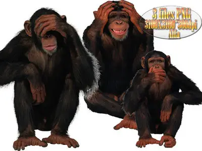 Monkey