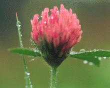 Mixa Vol 037 - Plant Life Close up