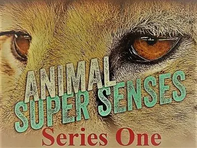 Big Media - Animal Super Senses: Series 1 (2020)