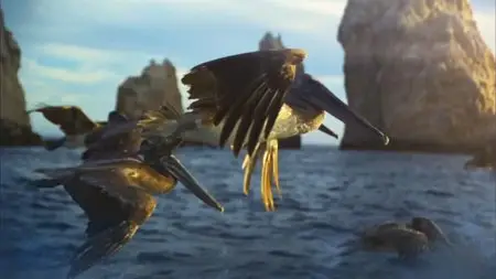 BBC - Big Blue Live: 2015