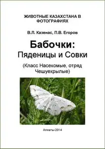 Бабочки: Пяденицы и Совки