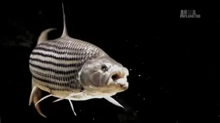 Discovery Channel - Tigerfish: Africa's Piranha (2014)