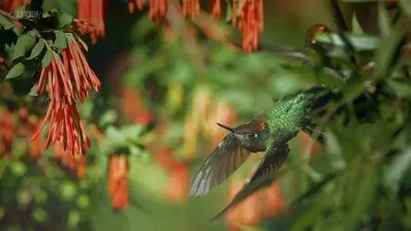 BBC - Patagonia: Earth's Secret Paradise (2015)