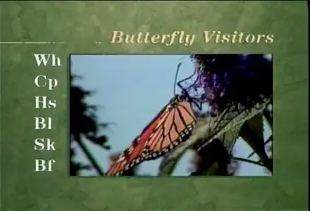 Audubon Butterfly - Essentials for beginners and gardeners