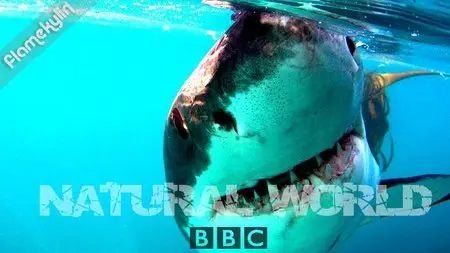 BBC Natural World - Great White Shark - A Living Legend (2009)