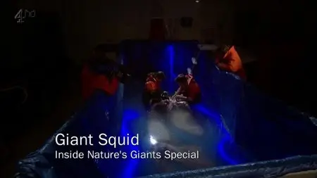 CH4 Inside Nature's Giants - Giant Squid (2010)