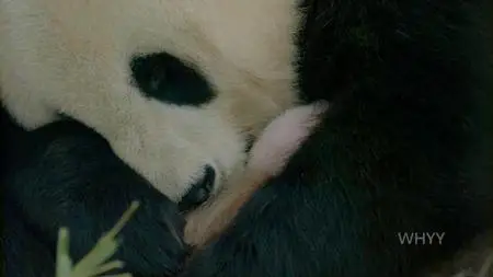 PBS - NATURE: Pandas - Born to be Wild (2020)