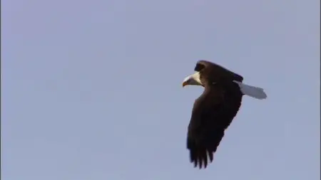PBS - Nature: American Eagle (2008)