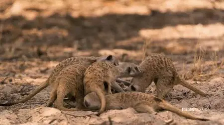 Meerkat Manor: Rise of the Dynasty S01E07