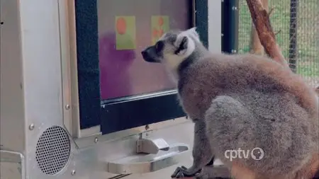 NOVA: S42E17 - The Great Math Mystery (2015)