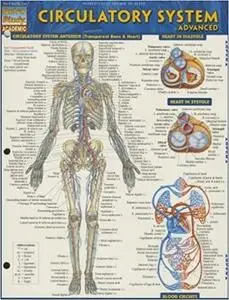 Circulatory System (Quick Study Academic)
