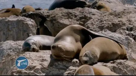 BBC - Big Blue Live: 2015