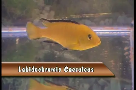 Your Instructional Cichlid Aquarium Guide