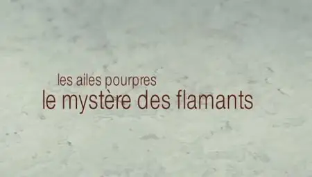 (Fr5) Les ailes pourpres, le mystère des flamants (2011)