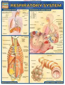 Respiratory System (Quick Study Academic)