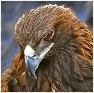 Photos of animals #3 - Birds