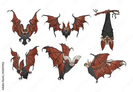 Vampire Bat Illustrations 530171152