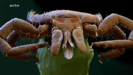 (Arte) La maladie de Lyme, danger réel ou imaginaire (2012)