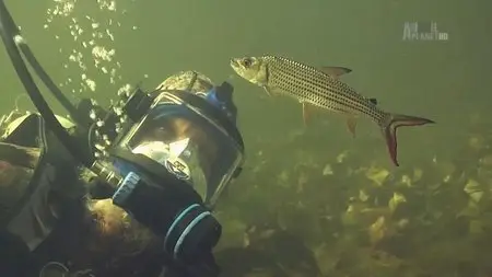 Discovery Channel - Tigerfish: Africa's Piranha (2014)
