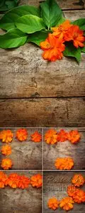 Stock Photo - Orange Flowers on Wooden Background