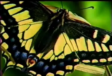 Audubon Butterfly - Essentials for beginners and gardeners