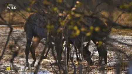 Amur Tiger: Secret Kingdom - National Geographic