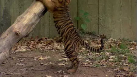 Baby New at the Zoo (2006)