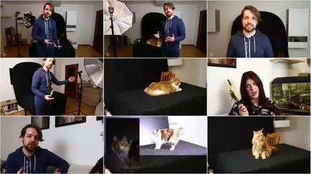 Epische Katzenporträts selbst fotografieren